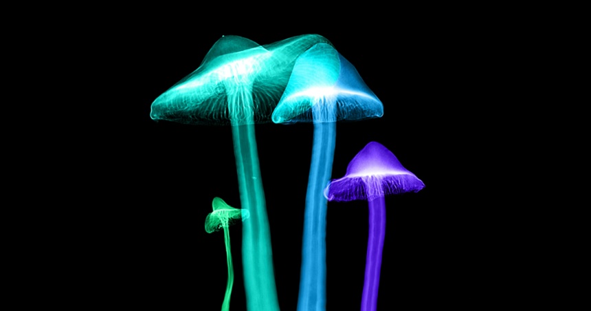 Bild Artikel: Psilocybin gegen therapieresistente Depressionen